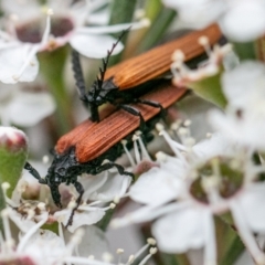 Porrostoma rhipidium (Long-nosed Lycid (Net-winged) beetle) at Bluetts Block Area - 10 Dec 2023 by SWishart