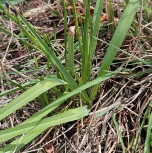 Caesia calliantha at The Pinnacle - 12 Dec 2023