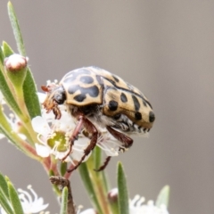 Neorrhina punctatum (Spotted flower chafer) at Bluett's Block (BBL) - 10 Dec 2023 by SWishart