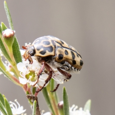Neorrhina punctata (Spotted flower chafer) at Bluetts Block Area - 10 Dec 2023 by SWishart