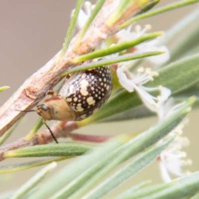 Paropsis pictipennis (Tea-tree button beetle) at Block 402 - 10 Dec 2023 by SWishart