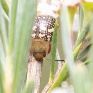 Paropsis pictipennis at Bluett's Block (BBL) - 10 Dec 2023