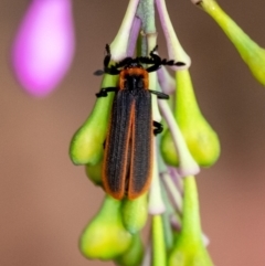 Lycidae (family) (Net-winged beetle) at Wingecarribee Local Government Area - 10 Dec 2023 by Aussiegall