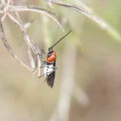 Braconidae (family) (Unidentified braconid wasp) at Block 402 - 10 Dec 2023 by SWishart