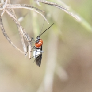 Braconidae (family) at Bluett's Block (BBL) - 10 Dec 2023