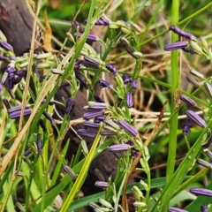 Caesia calliantha (Blue Grass-lily) at The Pinnacle - 12 Dec 2023 by sangio7