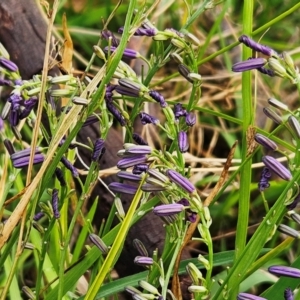 Caesia calliantha at The Pinnacle - 12 Dec 2023