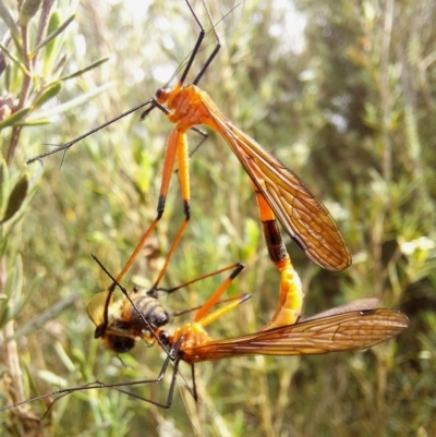 Harpobittacus australis (Hangingfly) at Mulligans Flat - 11 Dec 2023 by Numbat