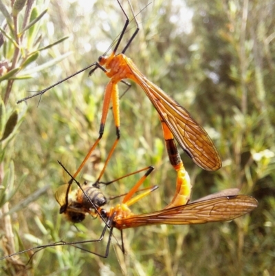 Harpobittacus australis (Hangingfly) at Mulligans Flat - 10 Dec 2023 by Numbat