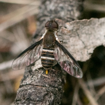 Villa sp. (genus) (Unidentified Villa bee fly) at Piney Ridge - 10 Dec 2023 by SWishart
