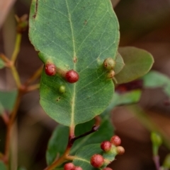 Schedotrioza sp. (genus) at Penrose - 10 Dec 2023 by Aussiegall