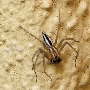 Oxyopes sp. (genus) at Watson, ACT - 12 Dec 2023