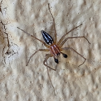 Oxyopes (genus) (Lynx spider) at Watson, ACT - 12 Dec 2023 by trevorpreston