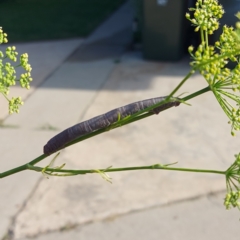 Lepidoptera unclassified IMMATURE (caterpillar or pupa or cocoon) at Kambah, ACT - 12 Dec 2023 by GirtsO