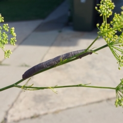 Lepidoptera unclassified IMMATURE (caterpillar or pupa or cocoon) at Kambah, ACT - 12 Dec 2023 by GirtsO