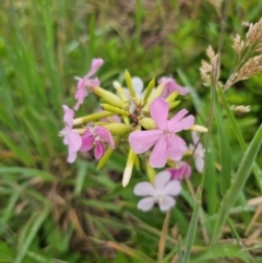 Saponaria officinalis (Soapwort, Bouncing Bet) at Harolds Cross, NSW - 12 Dec 2023 by Csteele4