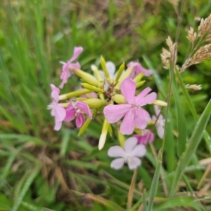 Saponaria officinalis at QPRC LGA - 12 Dec 2023 11:24 AM