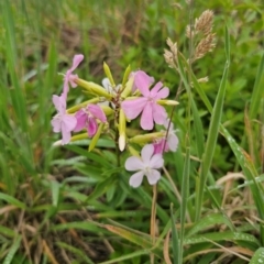 Saponaria officinalis at QPRC LGA - 12 Dec 2023 11:24 AM