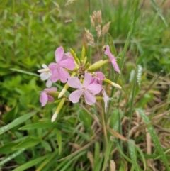 Saponaria officinalis at QPRC LGA - 12 Dec 2023 11:24 AM