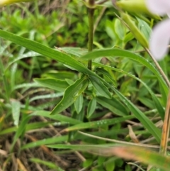 Saponaria officinalis at QPRC LGA - 12 Dec 2023 11:24 AM