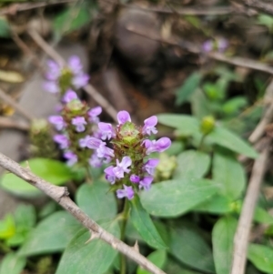 Prunella vulgaris at QPRC LGA - 12 Dec 2023 11:30 AM