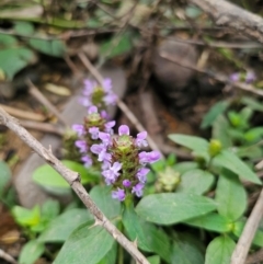 Prunella vulgaris at QPRC LGA - 12 Dec 2023 11:30 AM