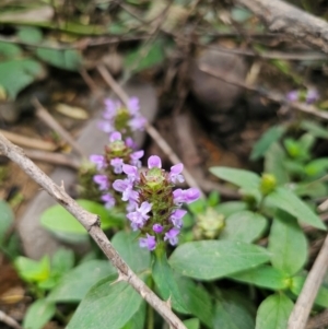 Prunella vulgaris at QPRC LGA - 12 Dec 2023 11:30 AM