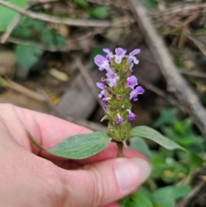 Prunella vulgaris at QPRC LGA - 12 Dec 2023 11:30 AM