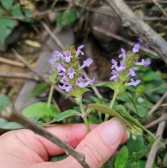 Prunella vulgaris at QPRC LGA - 12 Dec 2023 11:30 AM