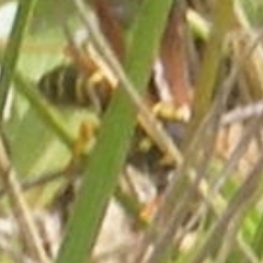 Apocrita (suborder) (Unidentified wasp) at Symonston, ACT - 11 Dec 2023 by MichaelMulvaney