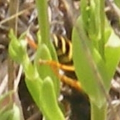 Apocrita (suborder) at Mugga Mugga Grassland (MMW) - 12 Dec 2023