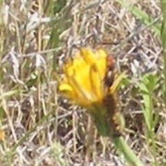 Thynninae (subfamily) (Smooth flower wasp) at Mugga Mugga Grassland (MMW) - 11 Dec 2023 by MichaelMulvaney