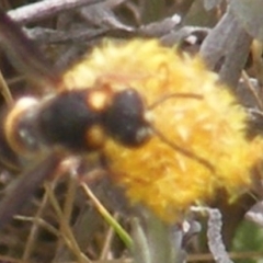 Eumeninae (subfamily) (Unidentified Potter wasp) at Symonston, ACT - 11 Dec 2023 by MichaelMulvaney