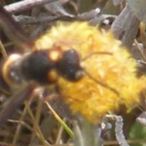 Eumeninae (subfamily) at Mugga Mugga Grassland (MMW) - 12 Dec 2023 10:59 AM