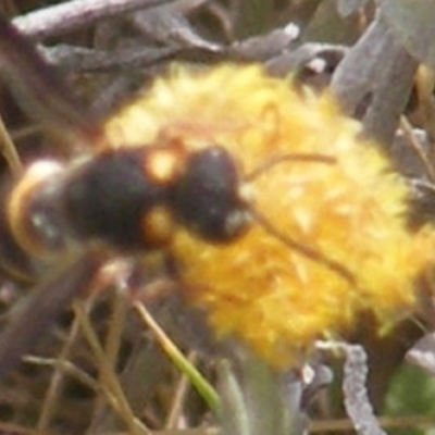 Eumeninae (subfamily) (Unidentified Potter wasp) at Mugga Mugga Grassland (MMW) - 11 Dec 2023 by MichaelMulvaney