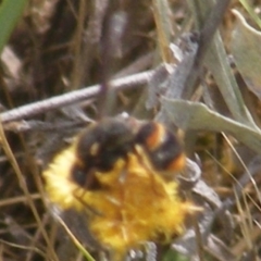 Eumeninae (subfamily) at Mugga Mugga Grassland (MMW) - 12 Dec 2023 10:59 AM