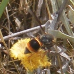 Eumeninae (subfamily) at Mugga Mugga Grassland (MMW) - 12 Dec 2023 10:59 AM