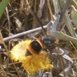 Eumeninae (subfamily) at Mugga Mugga Grassland (MMW) - 12 Dec 2023 10:59 AM