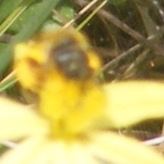 Apiformes (informal group) (Unidentified bee) at Symonston, ACT - 12 Dec 2023 by MichaelMulvaney