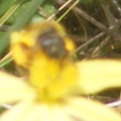 Apiformes (informal group) (Unidentified bee) at Mugga Mugga Grassland (MMW) - 12 Dec 2023 by MichaelMulvaney