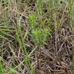 Melichrus urceolatus (Urn Heath) at Belconnen, ACT - 11 Dec 2023 by sangio7