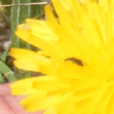 Dasytinae (subfamily) (Soft-winged flower beetle) at Mugga Mugga Grassland (MMW) - 12 Dec 2023 by MichaelMulvaney