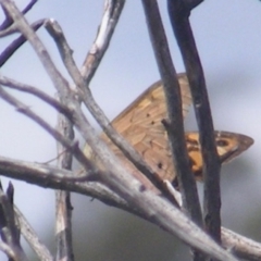 Heteronympha merope (Common Brown Butterfly) at Mugga Mugga Grassland (MMW) - 12 Dec 2023 by MichaelMulvaney