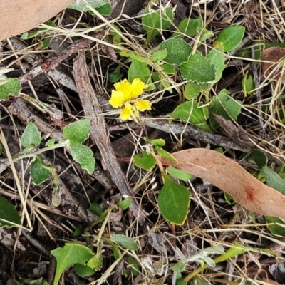 Goodenia hederacea subsp. hederacea (Ivy Goodenia, Forest Goodenia) at The Pinnacle - 12 Dec 2023 by sangio7