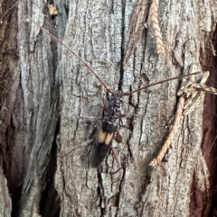 Epithora dorsalis (Longicorn Beetle) at Corroboree Park - 12 Dec 2023 by Pirom