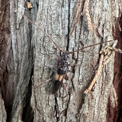 Epithora dorsalis (Longicorn Beetle) at Ainslie, ACT - 12 Dec 2023 by Pirom