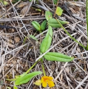 Zornia dyctiocarpa var. dyctiocarpa at Tuggeranong Hill - 12 Dec 2023