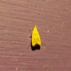 Atheropla crocea (A Concealer Moth) at Captains Flat, NSW - 12 Dec 2023 by Csteele4