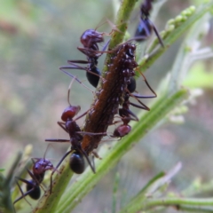 Jalmenus ictinus (Stencilled Hairstreak) at Lions Youth Haven - Westwood Farm - 8 Dec 2023 by HelenCross