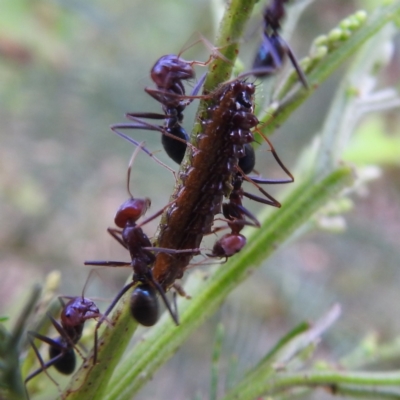 Jalmenus ictinus (Stencilled Hairstreak) at Lions Youth Haven - Westwood Farm - 8 Dec 2023 by HelenCross